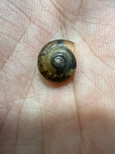 Hygromia cinctella