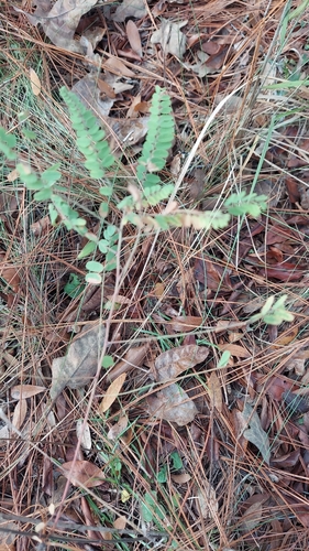 Amorpha herbacea, photograph 3