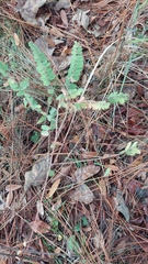 Amorpha herbacea, photograph (c) Athena Philips, some rights reserved (CC BY)