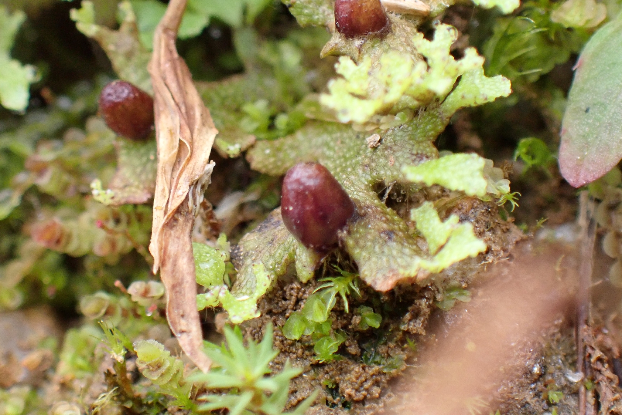 Sandea japonica — ảnh 2