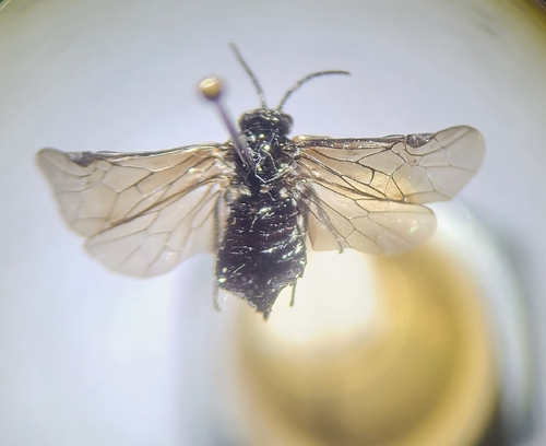 Rhadinoceraea nodicornis