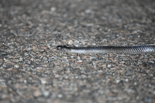 Eastern Small-eyed Snake sighting