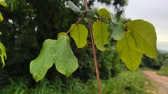 Combretum edwardsii