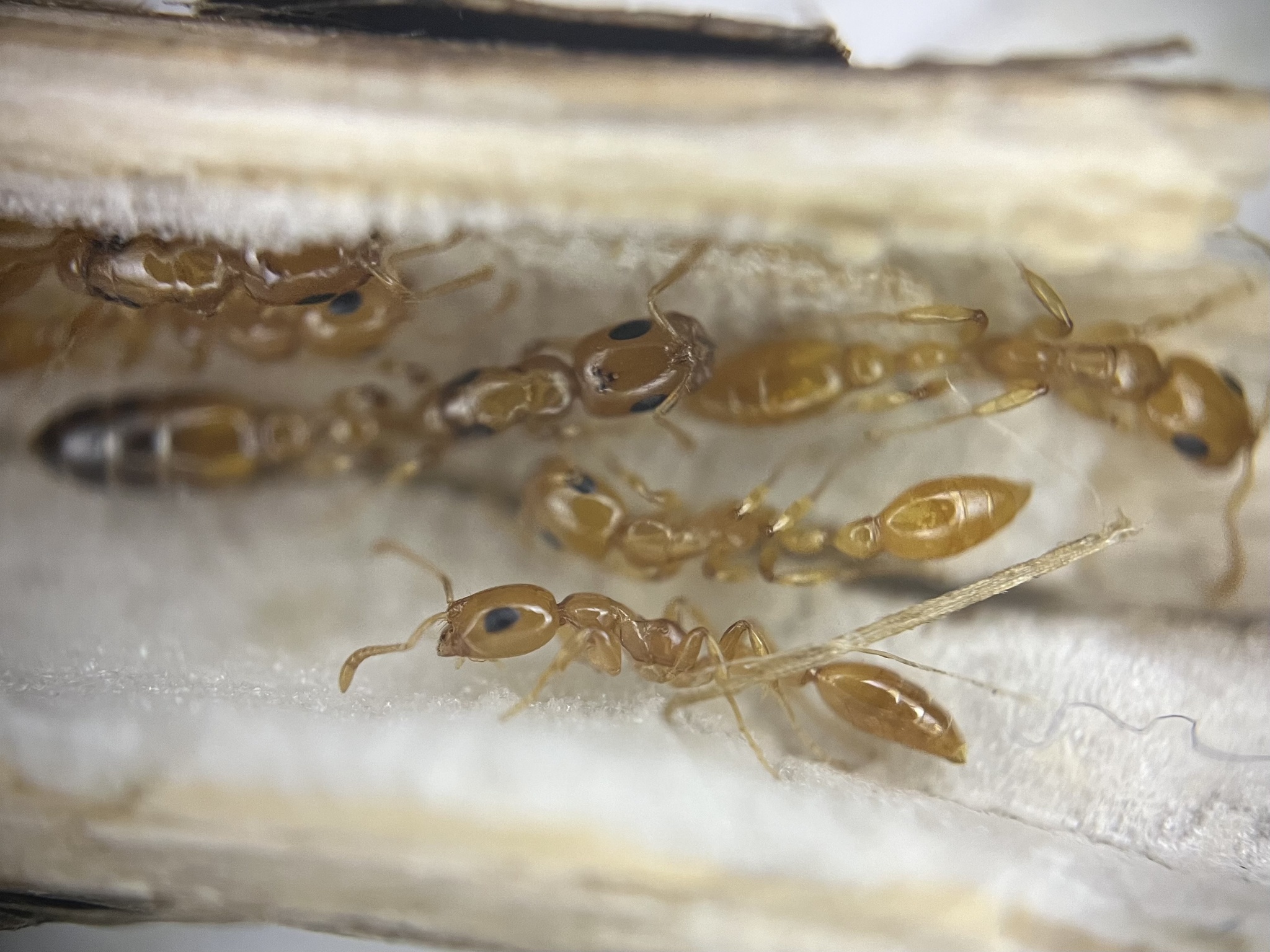 Tetraponera amargina