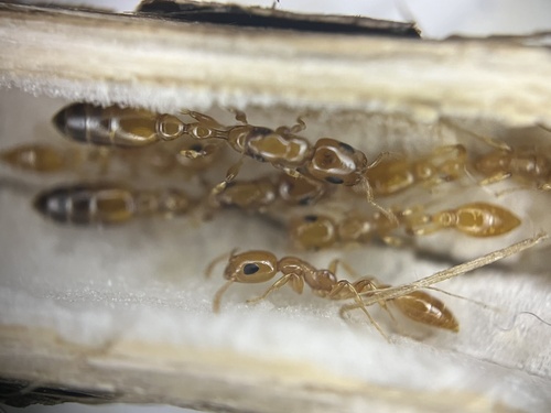 无缘细长蚁Tetraponera amargina