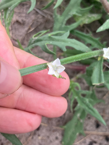 human sorrel (Oxygonum alatum)