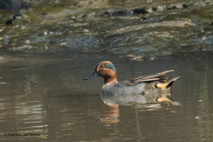 Anas crecca
