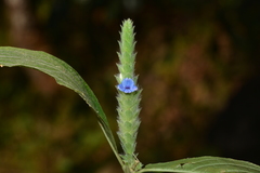 Neuracanthus tetragonostachyus