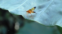 Facydes nigroguttatus