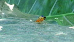 Facydes nigroguttatus