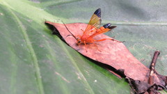 Facydes nigroguttatus