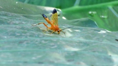 Facydes nigroguttatus