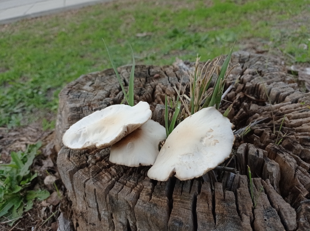 Cyclocybe cylindracea · December 2025 · photo: © paulogalvao (iNaturalist, cc-by-nc)