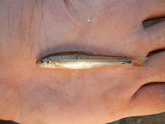 Phenacobius mirabilis