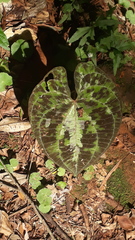 Dioscorea dodecaneura