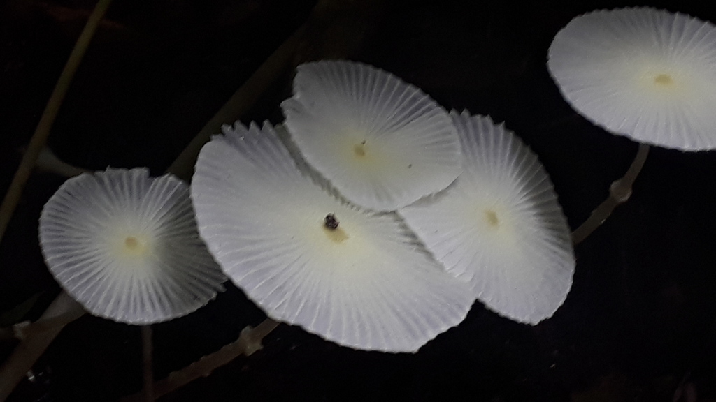 Leucocoprinus fragilissimus · January 2020 · photo: © fmiudo (iNaturalist, cc0)