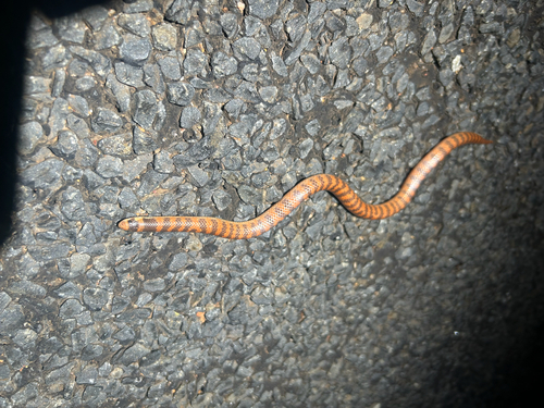 Southern Shovel-nosed Snake sighting