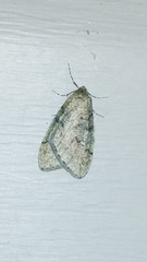 Paleacrita merriccata