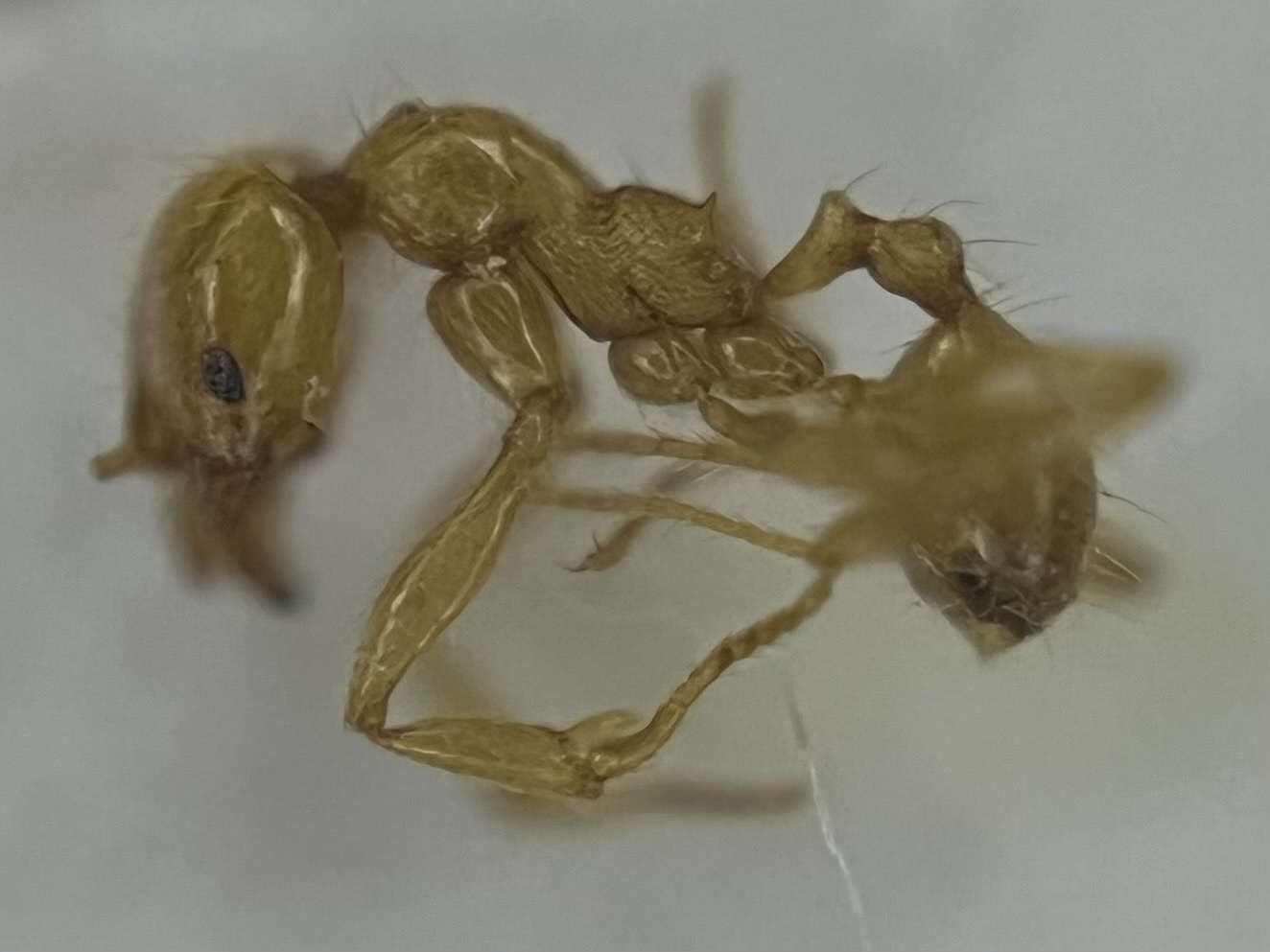 Pheidole selathorax
