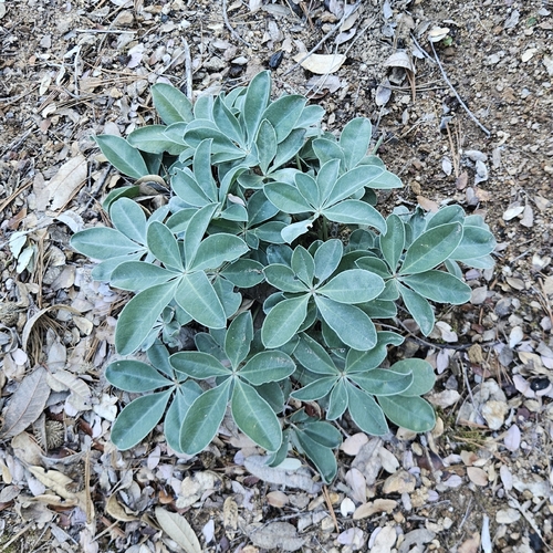 Santa Lucia Lupine (Lupinus cervinus)