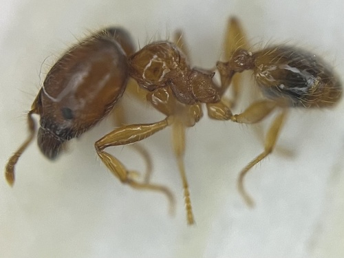 Pheidole selathoraxPheidole selathorax