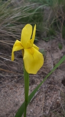 Moraea muddii