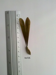 Gyrocarpus jatrophifolius