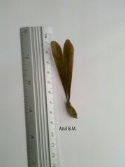 Gyrocarpus jatrophifolius