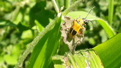 Chauliognathus flavipes