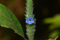 Neuracanthus tetragonostachyus