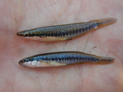 Fundulus olivaceus