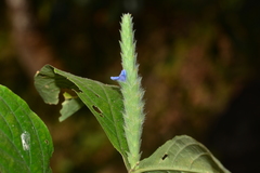 Neuracanthus tetragonostachyus