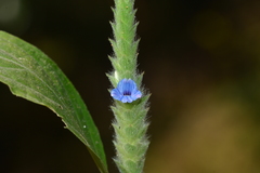 Neuracanthus tetragonostachyus