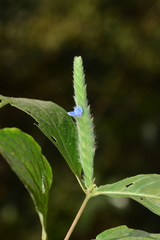 Neuracanthus tetragonostachyus