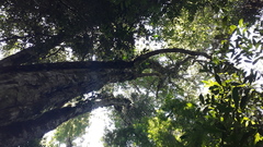 Campomanesia guazumifolia