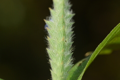 Neuracanthus tetragonostachyus