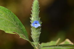 Neuracanthus tetragonostachyus