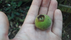 Campomanesia guazumifolia