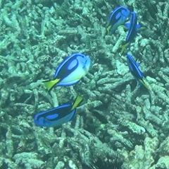 Paracanthurus hepatus