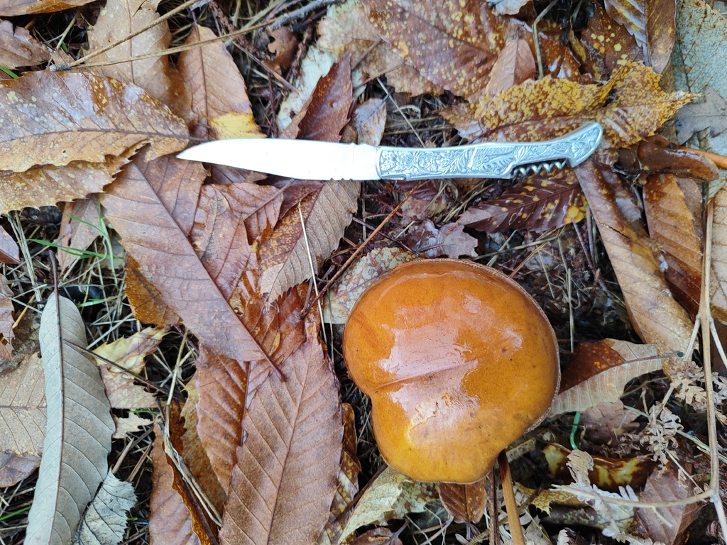 Imleria badia · December 2025 · photo: © joaolemoslima (iNaturalist, cc-by)