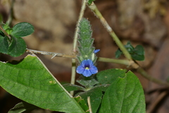 Neuracanthus tetragonostachyus