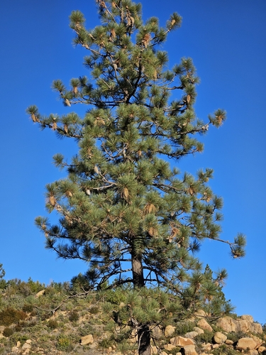 Carrizo Trail