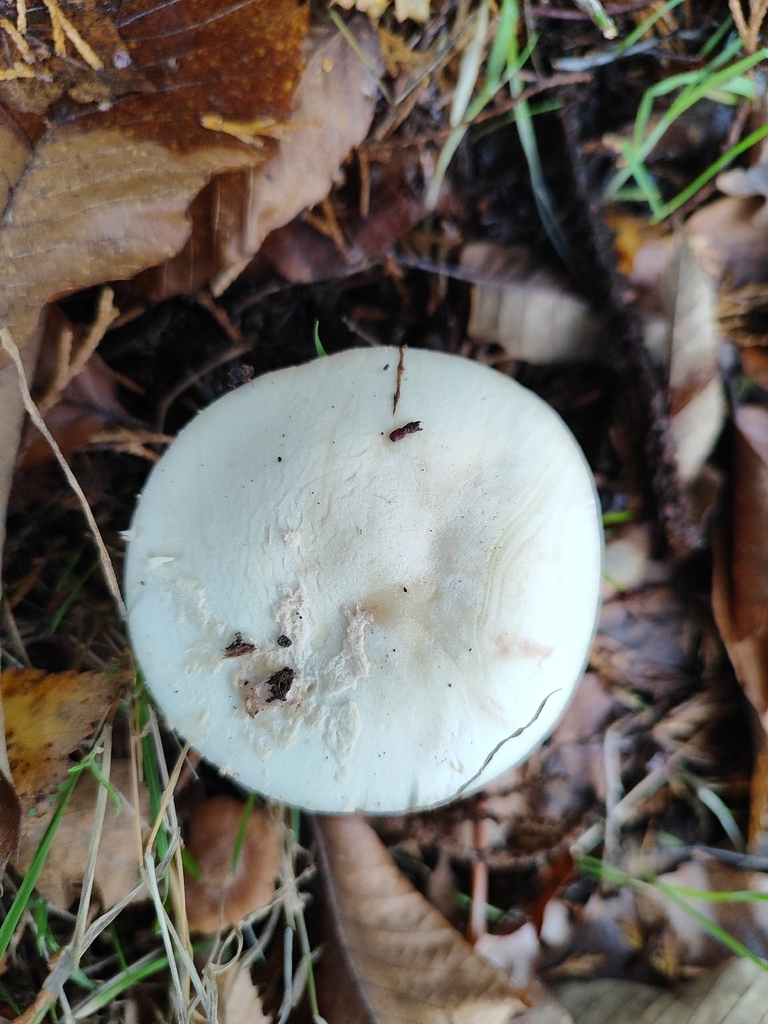 Amanita citrina · December 2025 · photo: © joaolemoslima (iNaturalist, cc-by)