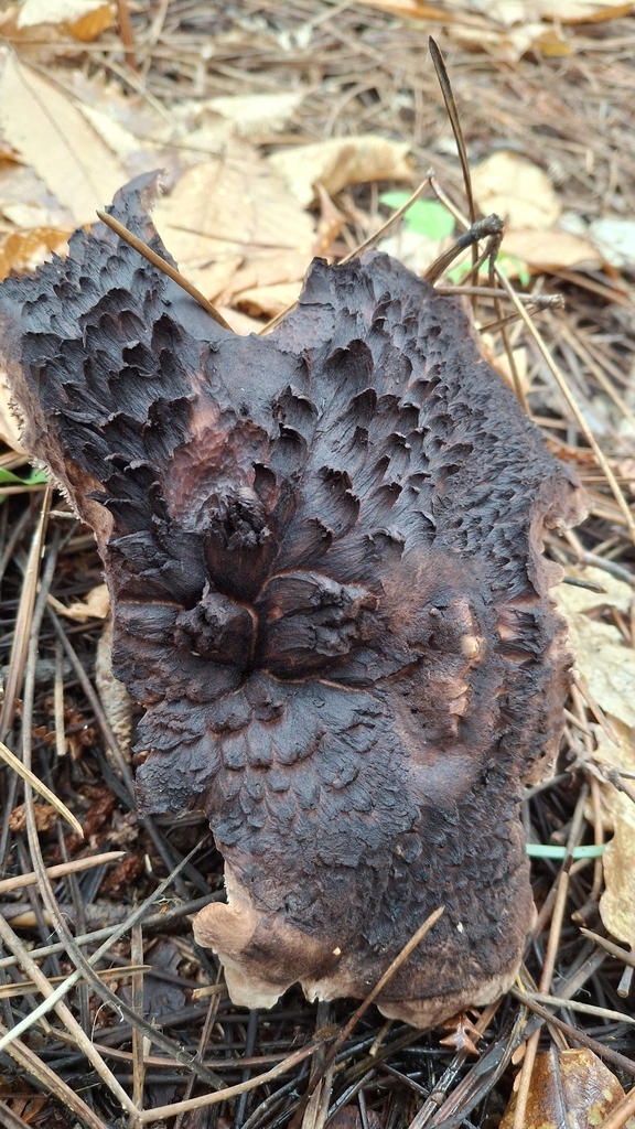 Sarcodon squamosus · December 2025 · photo: © cminda (iNaturalist, cc-by)