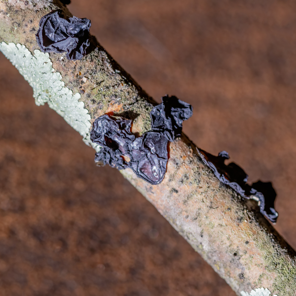 Exidia crenata · December 2025 · photo: © kodiakgarden (iNaturalist, cc0)