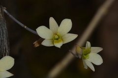 Dendrobium ovatum