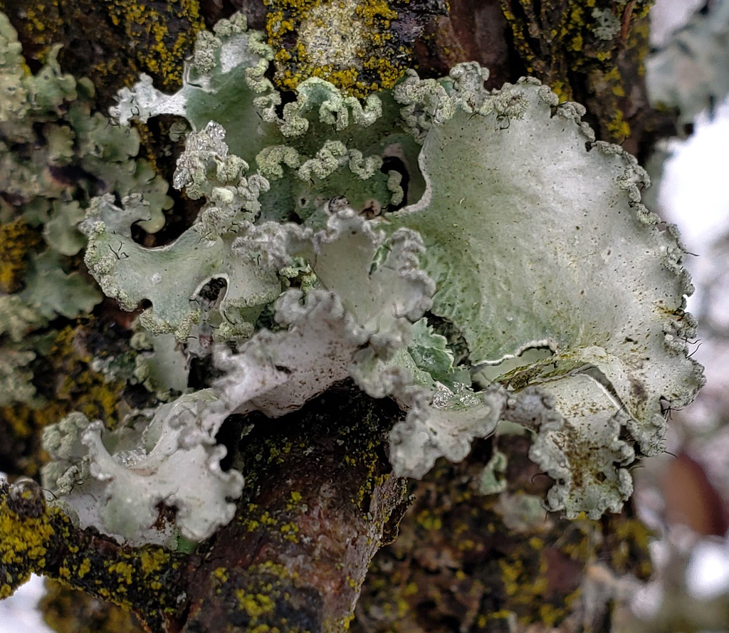 powdered ruffle lichen from Jefferson County, WI, USA on January 18