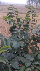 Holoptelea integrifolia