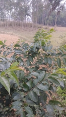 Holoptelea integrifolia