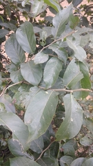 Holoptelea integrifolia